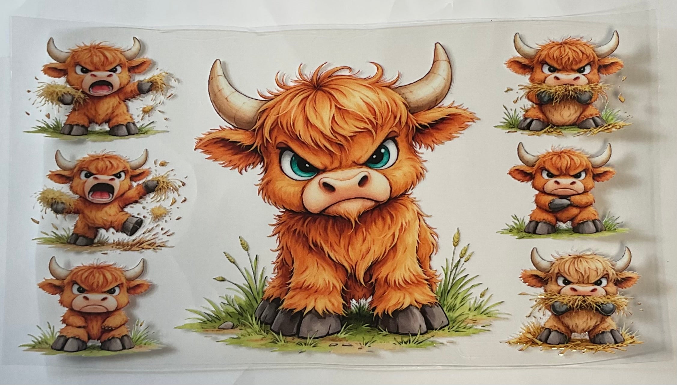Angry Heifer