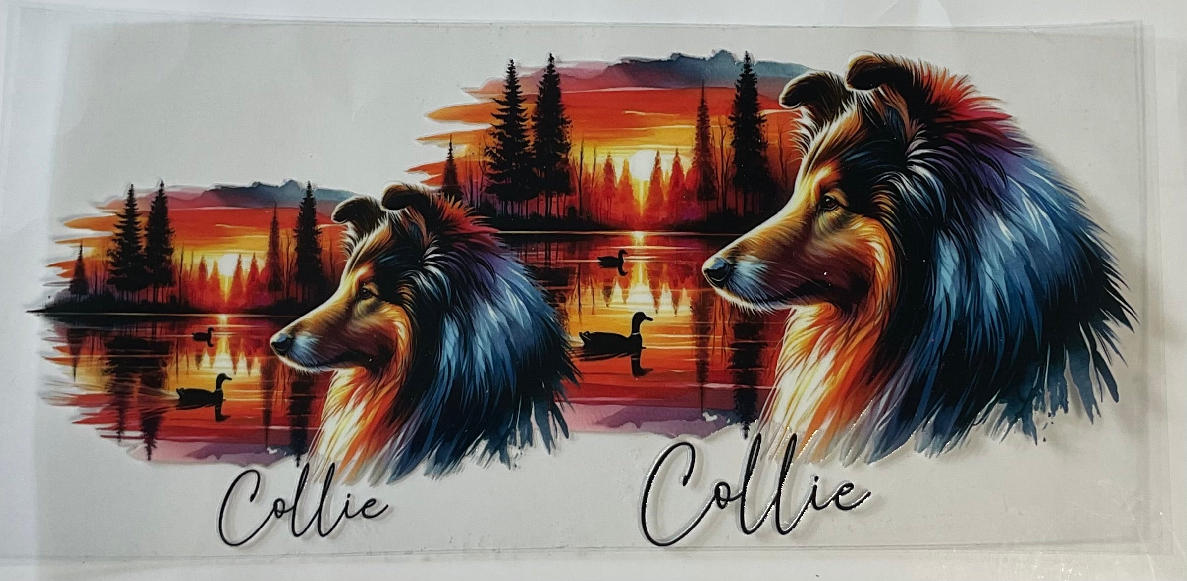Border Collie