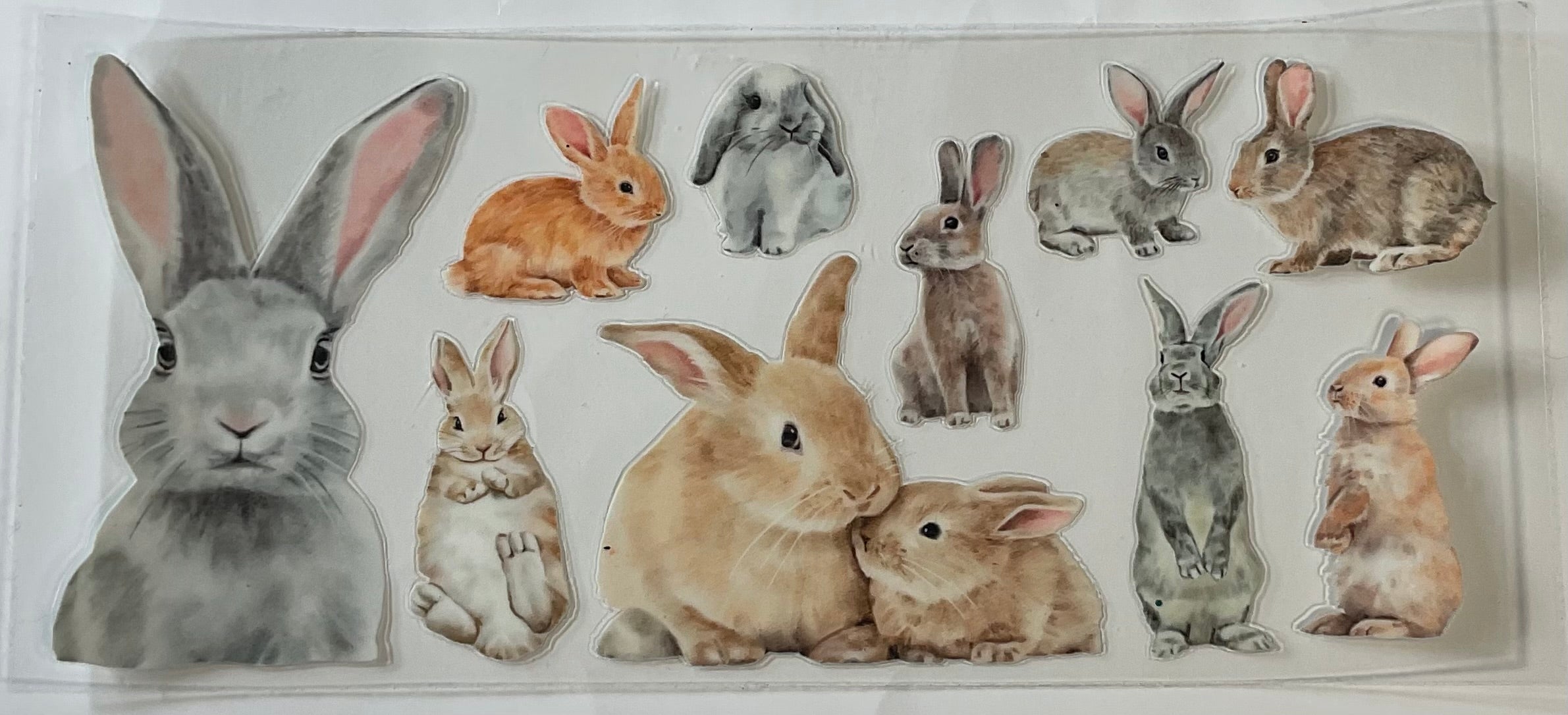 Rabbit