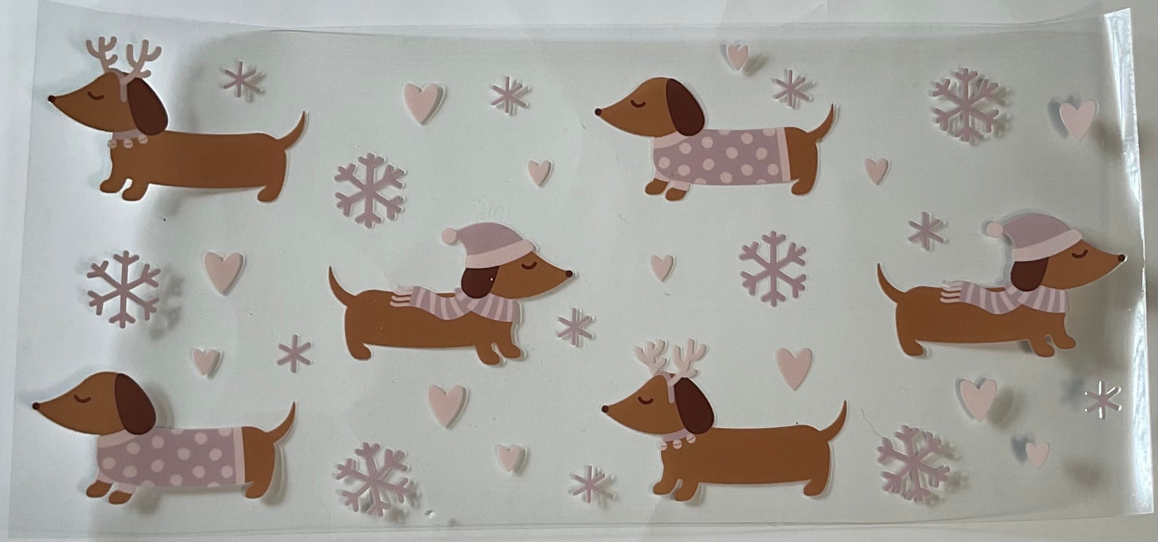 Dachshund