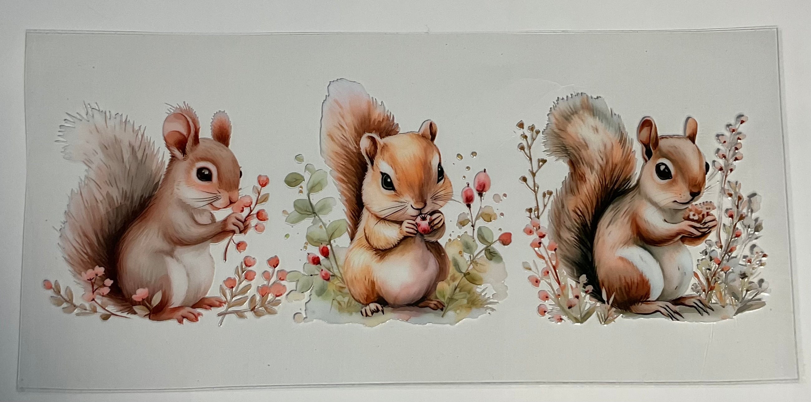 Squirrels