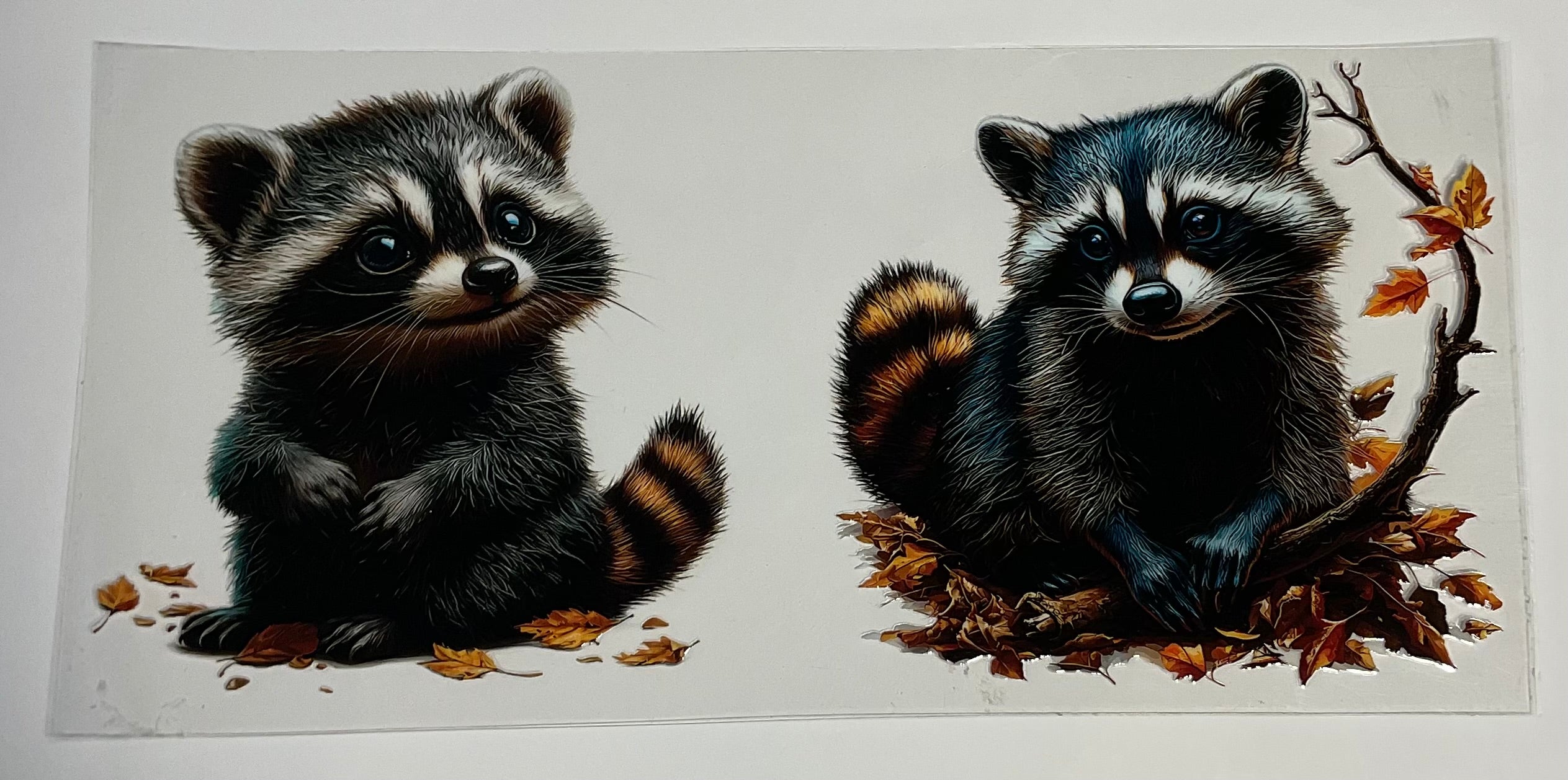 Raccon