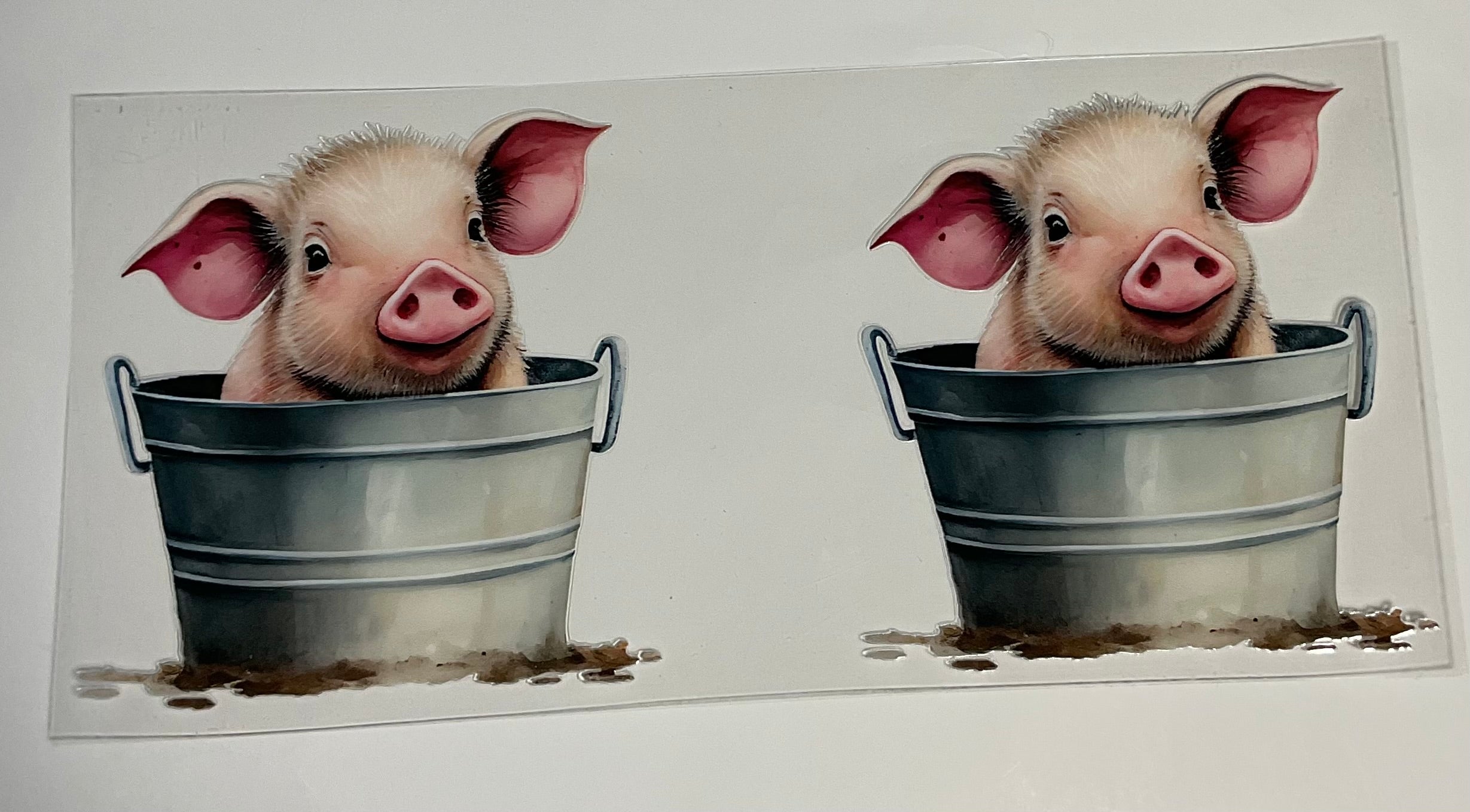 Pig