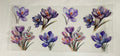 Purple Flowers